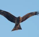 Gevleugelde pyromanen houden Australische bosbranden in stand