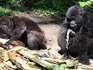Stropers met gestolen babygorilla opgepakt