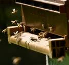 Diefstallenplaag onder imkers door bijentekort: 