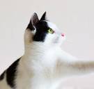 Dorp in Nieuw-Zeeland wil huiskatten verbieden