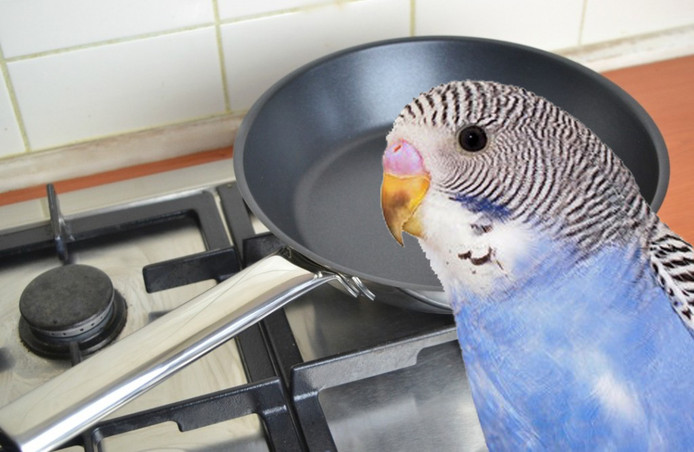 Vogelliefhebbers opgelet: bij het eerste gebruik van een pan met een teflonlaag moeten vogeltjes niet in de keuken komen.