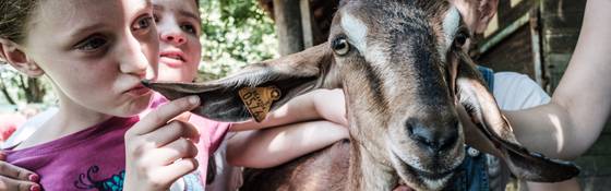 Kinderboerderijen klagen: ´´Er is te weinig respect voor de dieren´´