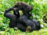 Ook oliebedrijf Socco stopt boringen in Virunga-park