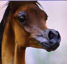 Experts trekken aan alarmbel rond 