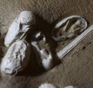 Jurassic Park in China: recordvondst van prehistorische eieren