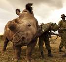 De uitsterving nabij: Sudan (44), neushoorn en laatste der Mohikanen