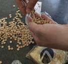 'IS-pillen' gevonden in Nederlands drugslab