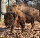 Eerste bizon in 250 jaar duikt op in Duitsland. Autoriteiten schieten hem dood