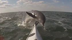 Dolfijn springt over boot en slaat kajakker met staart in gezicht