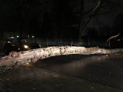 Omgewaaide boom veroorzaakt gaslek in Arnhem