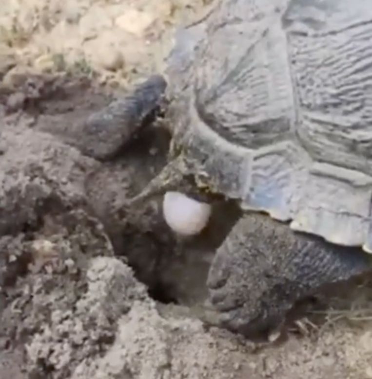 Grote schildpad legt eieren in Genks natuurgebied “Mooie beelden, maar niet goed dat ze er zit