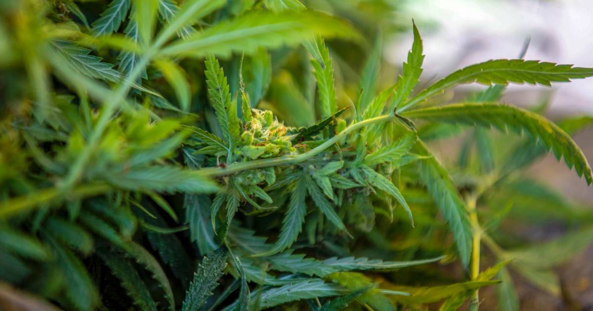 Woerdense ‘drugswoning' drie maanden op slot: ‘krachtig middel om drugshandel te stoppen'.