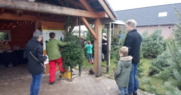 Maas en Walers gaan nu al op jacht naar kerstboom: ‘Het wordt elk jaar eerder’