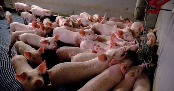 900 mestvarkens gestikt na inbraak in een varkensstal bij Vreden - Tubantia