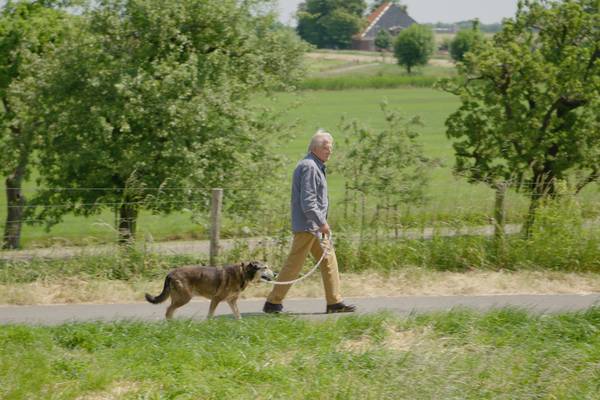 Met Bromet naar hondencursus