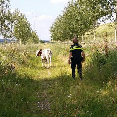Politie jaagt koe uit winkelcentrum in Arnhem