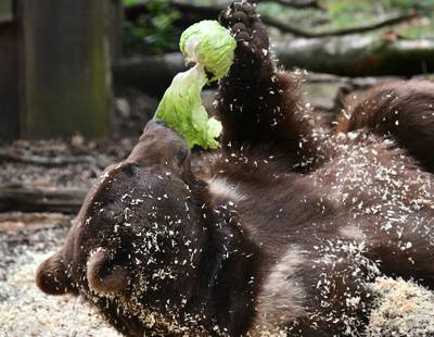 Een alternatieve berenhap in Ouwehands Dierenpark