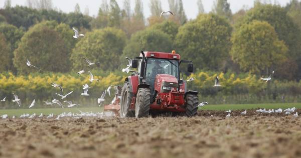 Boeren in de Betuwe zijn voor even ‘Rattenvanger van Hamelen’