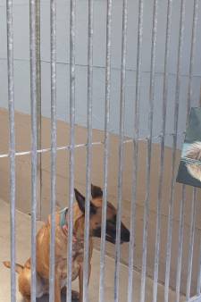 Un refuge animalier sous le choc après les feux d'artifice du Nouvel An