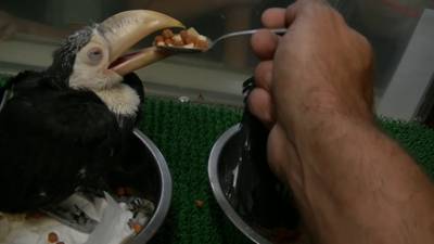 Zeldzame toekankuikens krijgen babyprakje in Blijdorp