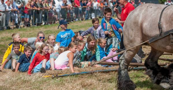 Power Horses in Noordwelle