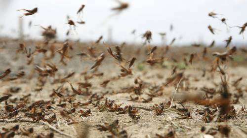 Miljarden sprinkhanen blijven zich vermenigvuldigen in Oost-Afrika