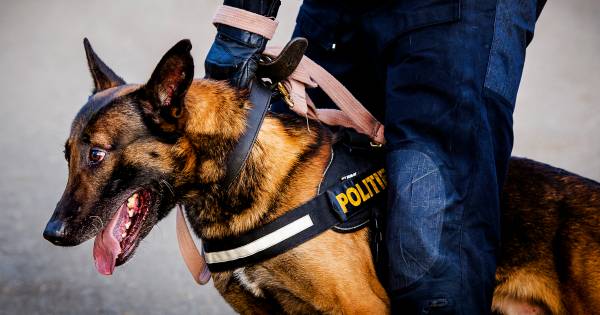 Vier aangiften na vechtpartij bij feesttent Standdaarbuiten, organisatie noemt politie-inzet 'buiten