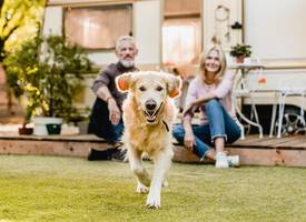 Onderzoek wijst uit: stellen met een hond hebben een betere relatie