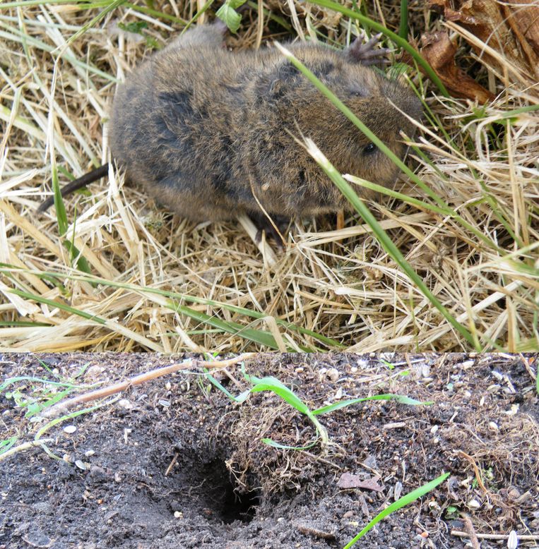 Een nieuwe holbewoner in de tuin Trouw