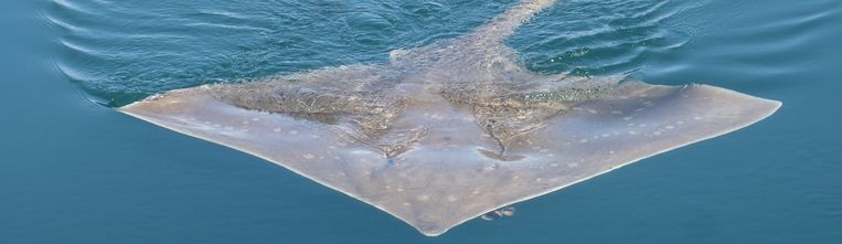 Een rog van 2 meter, wanneer zien we die terug in de Noordzee?