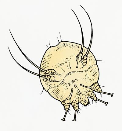 Schurft neemt toe in Twente