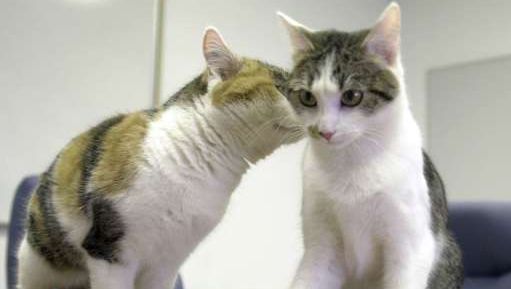 Chiens Et Chats Sous Prozac Les Derives De La Societe Us Insolite 7sur7 Be