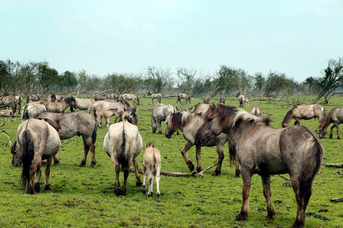 Super Partij voor de Dieren: moeten de 'Texelse' konikpaarden uit het IR-29