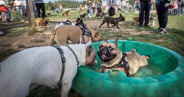 'Frenchies' komen samen bij Fikkie in Lent