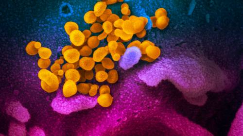Het coronavirus telt vele varianten (en was al in 2019 in Europa)