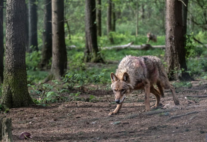 De wolf als permanente bewoner van de Veluwe komt steeds dichterbij 