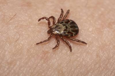 VGZ hoeft behandeling Lyme na tekenbeet niet te vergoeden