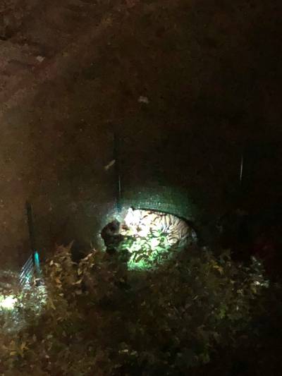 Tijger ontsnapt uit circus Parijs en wordt doodgeschoten