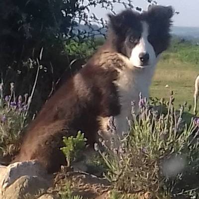 Trotse pup Rocky leidt kudde schapen woonkamer binnen