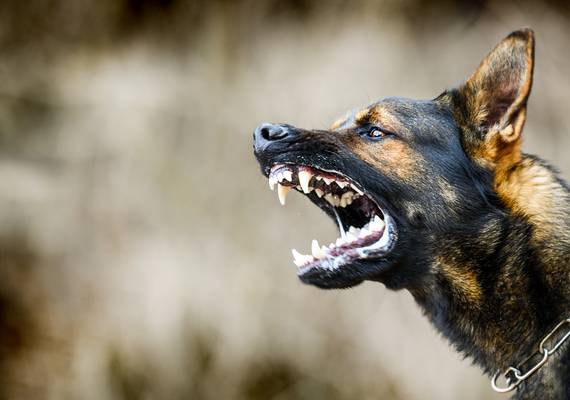 ik werd aangevallen door de hond van de buren