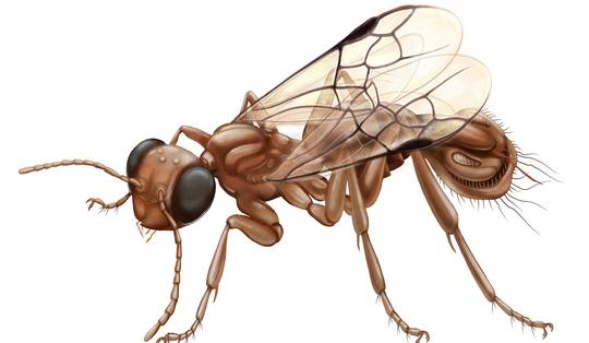 ‘Monsterlijke wesp’ met een achterlijf als een Pac-Man-grijper ontdekt in oud stuk barnsteen