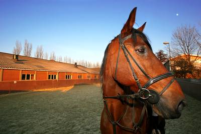 Je eigen paard mag mee naar B&B in Maasbommel