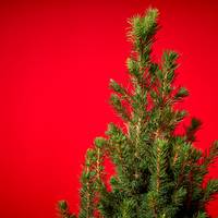 Zó haal je alles uit je echte kerstboom
