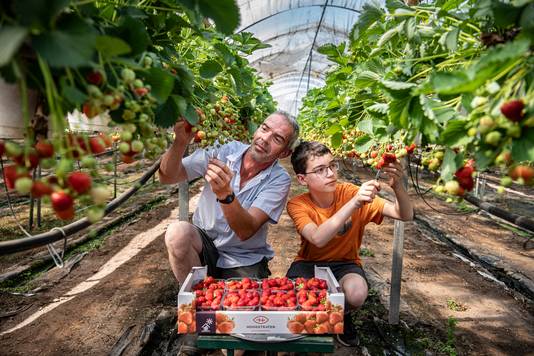 Edward Bastiaansen en zoon Thijs telen hun aardbeien milieubewust. ,,Niet overdreven veel water geven, zodat de vruchten niet opzwellen.’’