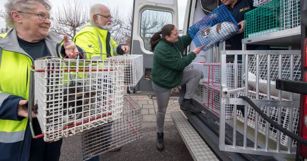 Dierenbescherming haalt 22 verwaarloosde katten uit huis in Rhenoy