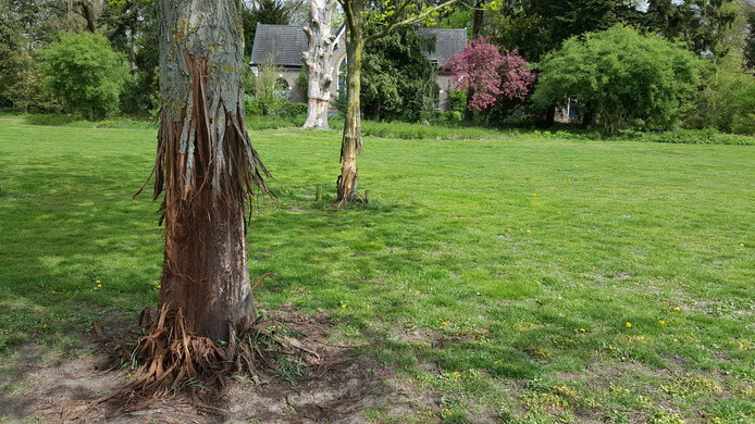 Een van de vernielde bomen in de regio.