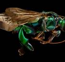 Ergens onderweg hebben we de voeling met de schoonheid van insecten verloren