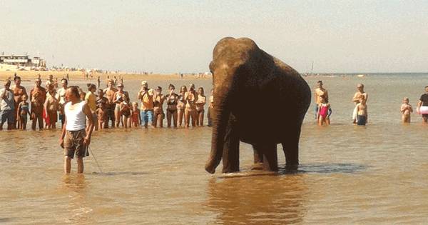 Circus Renz Berlin laat olifanten uit op strand bij Vrouwenpolder - PZC