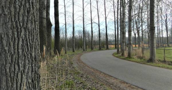 Werkgroep blijft planten van populieren in Meierij aanjagen: Bodem van Elde krijgt extra 'boost' - B