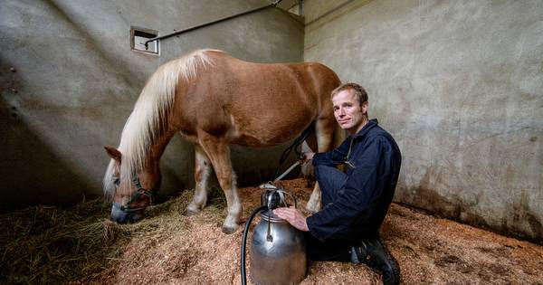 Van de paardenmelk van Arjan uit Harbrinkhoek worden shampoo, zeep en crèmes gemaakt - Tubantia